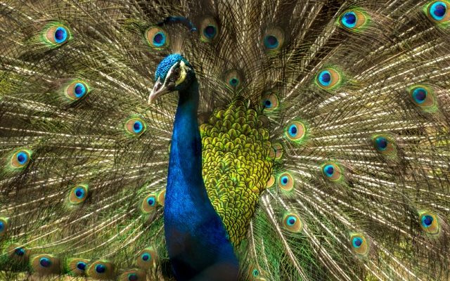 Three people, named Bitting Nayak, Baishak Davu, and Duba Kapat, were arrested in the Karnataka village of Maranayakanapalya. They were all from Odisha. The Karnataka Forest Department detained them on suspicion of butchering peacocks for their meat.