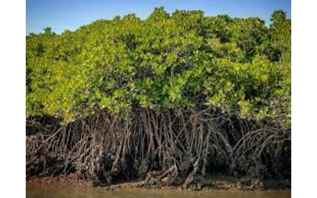 Environmentalists Sound Alarm Over Mangrove Destruction