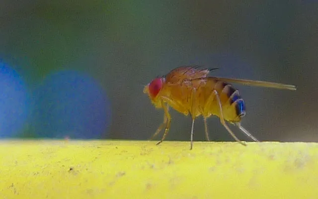 Human Brains And Fruit Fly Brains Are Built Similarly